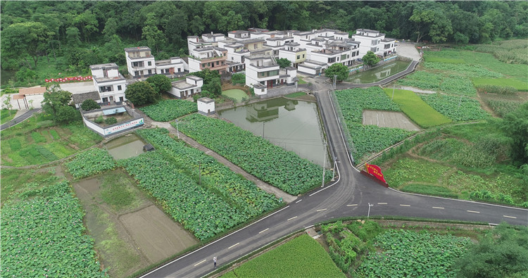 近年來，禾石坑村著力發(fā)展特色優(yōu)勢產(chǎn)業(yè)，打造以“荷花+蓮子+泳場”為主題的鄉(xiāng)村觀光旅游。（通訊員供圖）.jpg