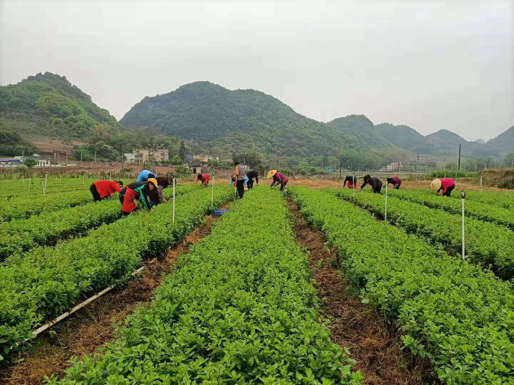 在陽山大崀鎮(zhèn)，農(nóng)戶們采摘枸杞。通訊員供圖.jpg